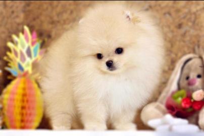 Pommersche Welpen AD1