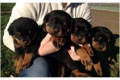 s�� Rottweiler-babys mit ADRK-Papieren,