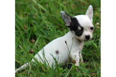 3 Top-Chihuahua-M�dchen in Kurz-u. Langh