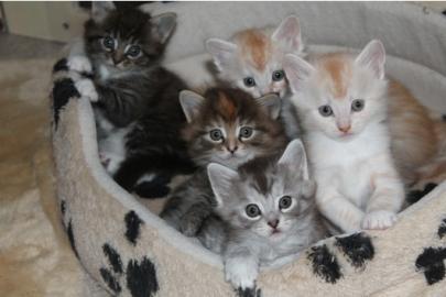 Zauberhaftes  Maine Coon  Katzchen