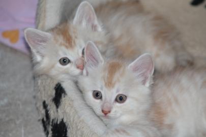 Zauberhaftes  Maine Coon  Katzchen