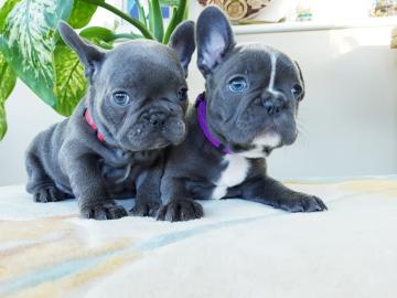 Sch?ne Welpen der franz?sischen Bulldogg