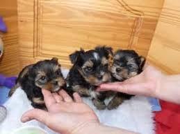 Wundersch�ne Yorshire Terrier Welpen.  Yo
