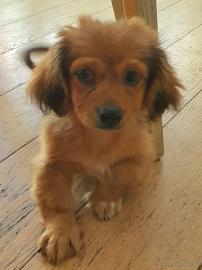 Welpe Pekingese-Mix R�de, 4,5 Monate, su