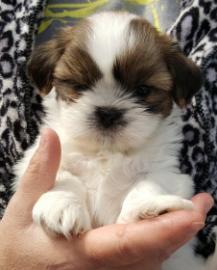 S�sse Wundersch�ne Shih Tzu Welpen mit P