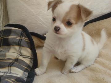 Wundersch?ne Chihuahua Welpen mit Papie