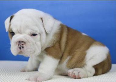Englisch Bulldog Welpen