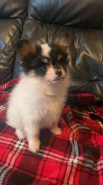 Atemberaubende Papillon Welpen