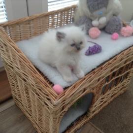 Sch�ne Ragdoll mit Stammbaum