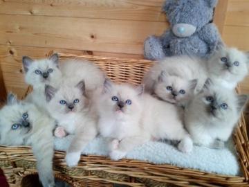 Sch�ne Ragdoll mit Stammbaum