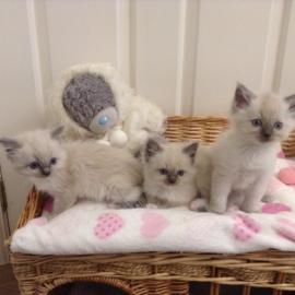 Sch�ne Ragdoll mit Stammbaum