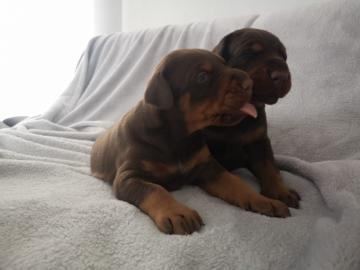 Dobermannwelpen