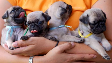 Die fantastischen vier reinrassige Mops