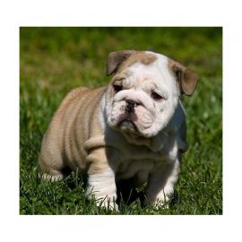 Bildsch�ne reinrassige Englische Bulldog