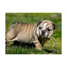 Bildsch�ne reinrassige Englische Bulldog