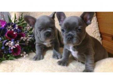 Liebevolles Franz�sische Bulldogge Welpe