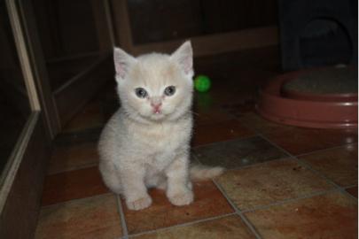 BKH Kitten, Kart�user