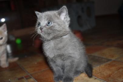 BKH Kitten, Kart�user