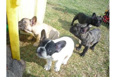 Wundersch�ner franz. Bulldoggen Welpen