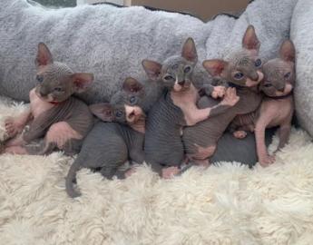 Kanadische Sphynx-K?tzchen zur Adoption