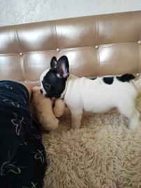 Wundersch�ne Franz�sische Bulldogge Welp