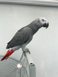 F. Handaufgezogene Graupapageien. 