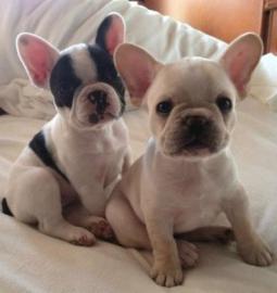 Franz�sische-WHATSAPP: +4915213140266