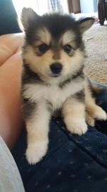 Siberian Husky Welpen Hybriden