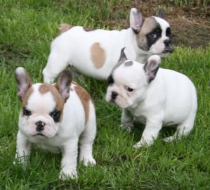 Reinrassige franz�sische Bulldoggen Welp