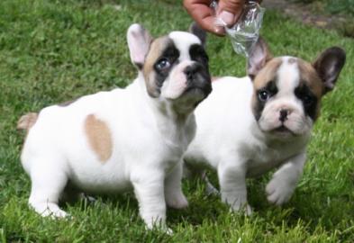 Reinrassige franz�sische Bulldoggen Welp