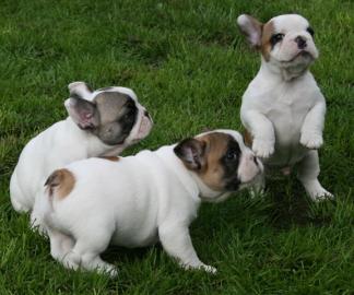 Reinrassige franz�sische Bulldoggen Welp