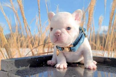 Entz�ckende franz�sische Bulldoggenwelpe
