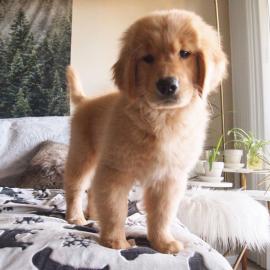 Liebevolle Golden Retriever Welpen f�r R