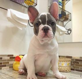 Super Franz?sische Bulldogge Welpen mit