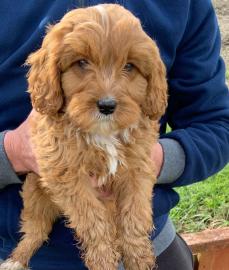 Wundersch?ne Cavapoo Welpen zu verkaufen