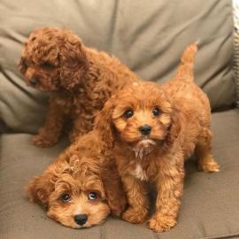 Wundersch?ne Cavapoo Welpen zu verkaufen