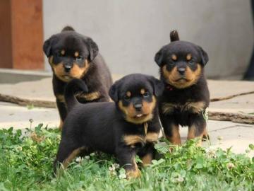 Wundersch?ne ADRK Rottweilerwelpen abzug