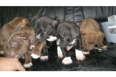 American Staffordshire Terrier Welpen pi