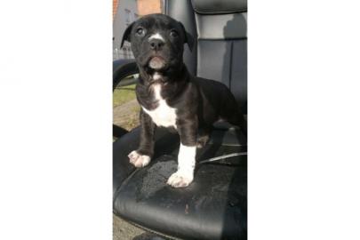 American Staffordshire Terrier Welpen pi