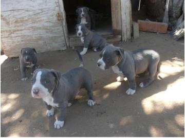 American Staffordshire Welpen Blue Line
