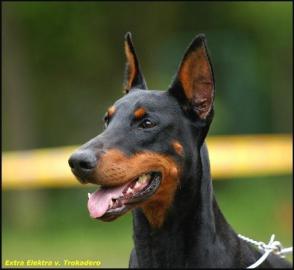 Dobermann-Welpen mit Papieren