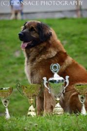 Leonberger Welpen
