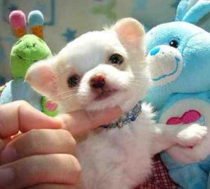 RESERVIERT ! ! ! ! Reinrassige Chihuahua