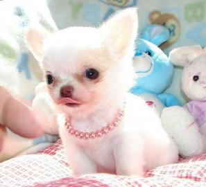 RESERVIERT ! ! ! ! Reinrassige Chihuahua