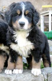 Puppies Bernese Mountain Dog