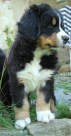 Puppies Bernese Mountain Dog