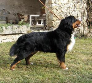 Puppies Bernese Mountain Dog