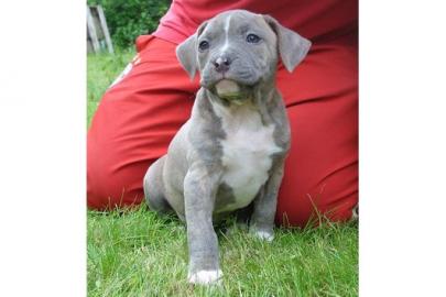 Alauntbull Welpen noch H�ndinen und R�de