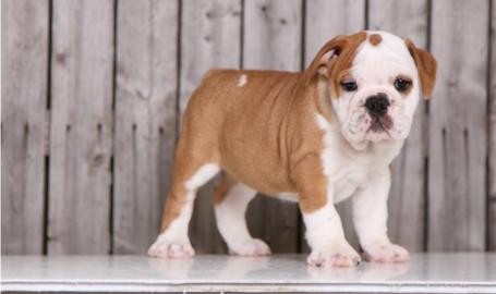 Sch�ne und sch�ne Bulldog Welpen