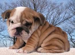 Sch�ne und sch�ne Bulldog Welpen